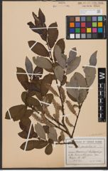Foto von Salix appendiculata Vill.
